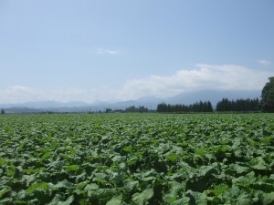 2009-08-06 2009-08-06