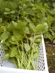 201006050815000.jpg