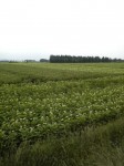 201007091802000.jpg