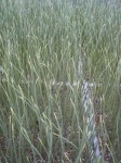 201104221331001.jpg
