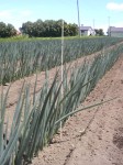 201106251235000.jpg