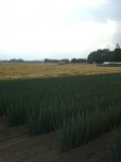 201107291621000.jpg